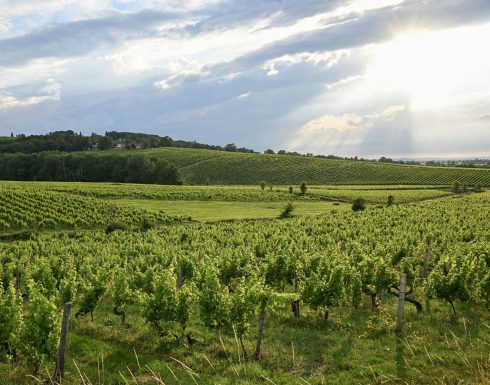 vignoble nouvelle aquitaine perigord