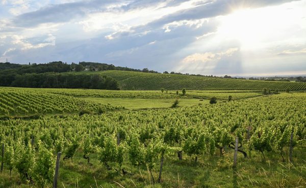 vignoble nouvelle aquitaine perigord